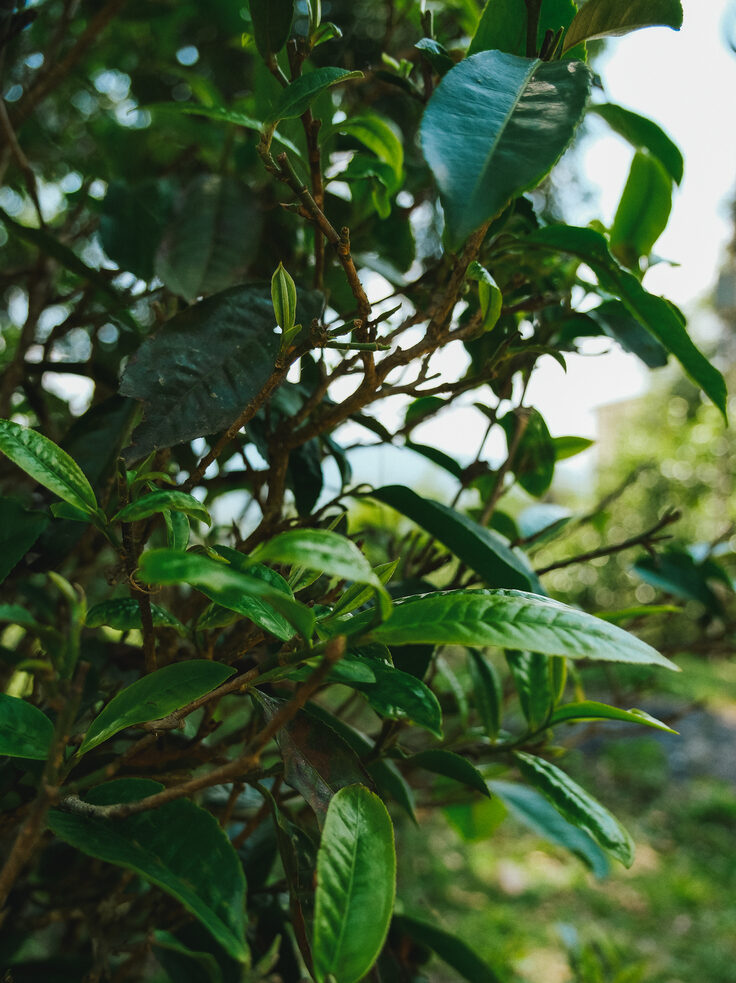 Tea Room Singapore - Close-up of tea leaves from China, symbolizing centuries of tea appreciation and heritage.